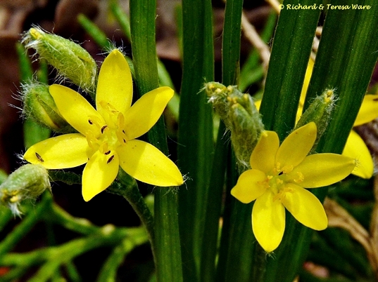 {Hypoxis hirsuta}